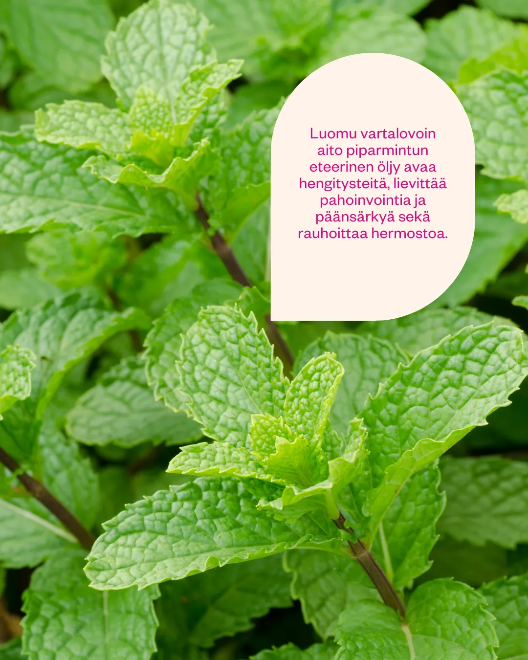 Peppermint Body Butter for dry skin and tired feet